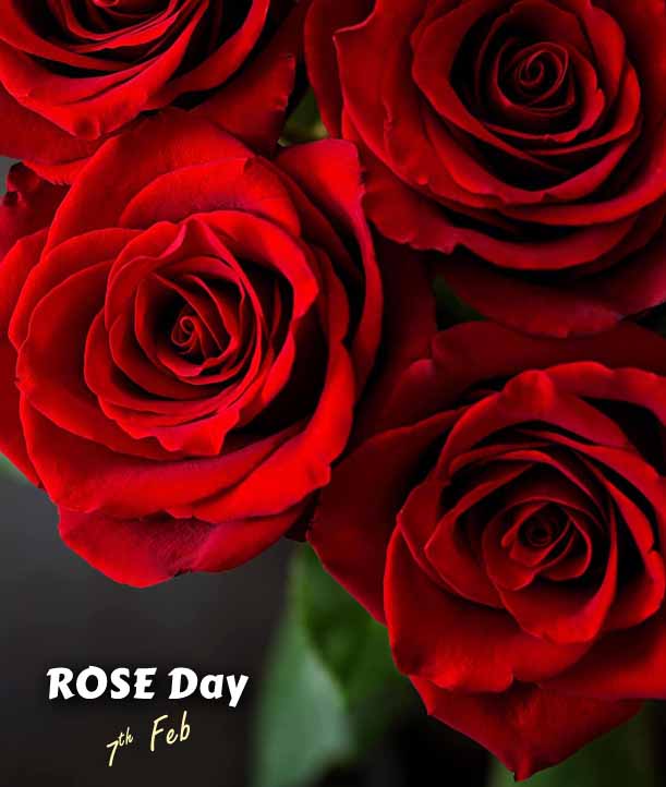 Rose Day celebration