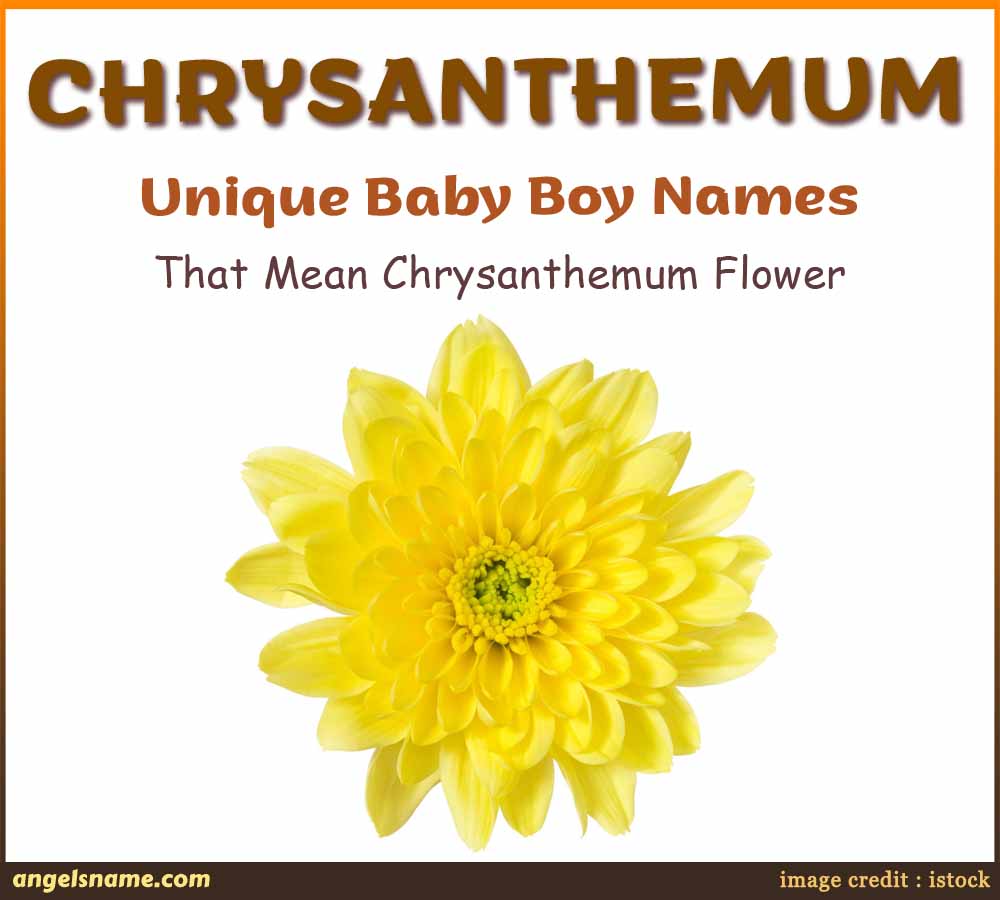 https://angelsname.com/image/unique-baby-boy-names-that-mean-chrysanthemum-flower-joyful-long-life-flowers-names.jpg